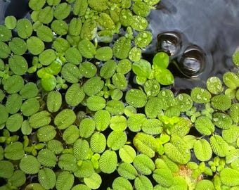 Live Water Spangles Salvinia Minima | Floating Aquarium Plant | Easy Growing Freshwater Aquatic Plant