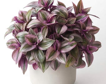 Live Tradescantia Nanouk - CUTTING vining houseplant Unrooted variegated Plant Wandering Jew Tradescantia albiflora