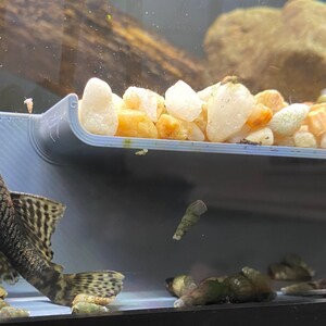 Pleco Cave - Under Gravel