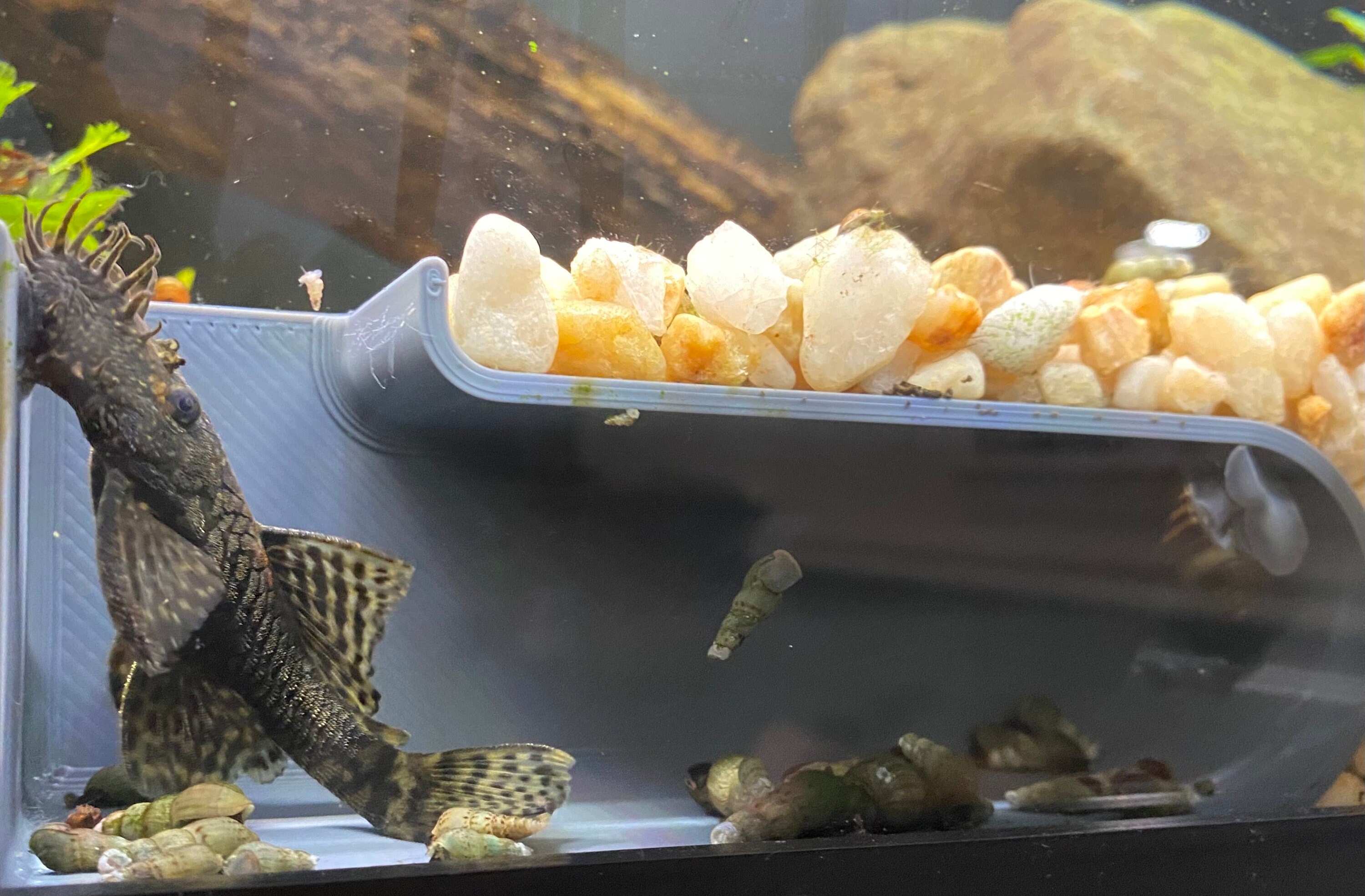 Pleco Cave Under Gravel Etsy