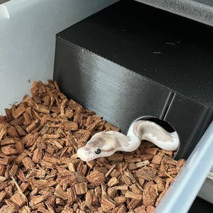 Snake/Reptile hide for 11-quart breeding tub