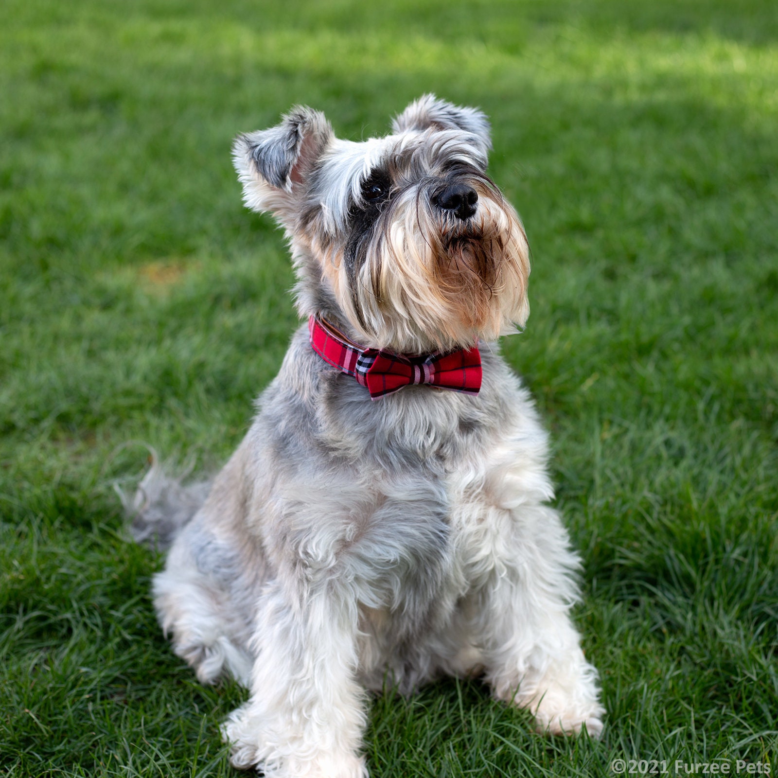 the artful canine scottish plaid dog collar the artful canine scottish plaid dog collar