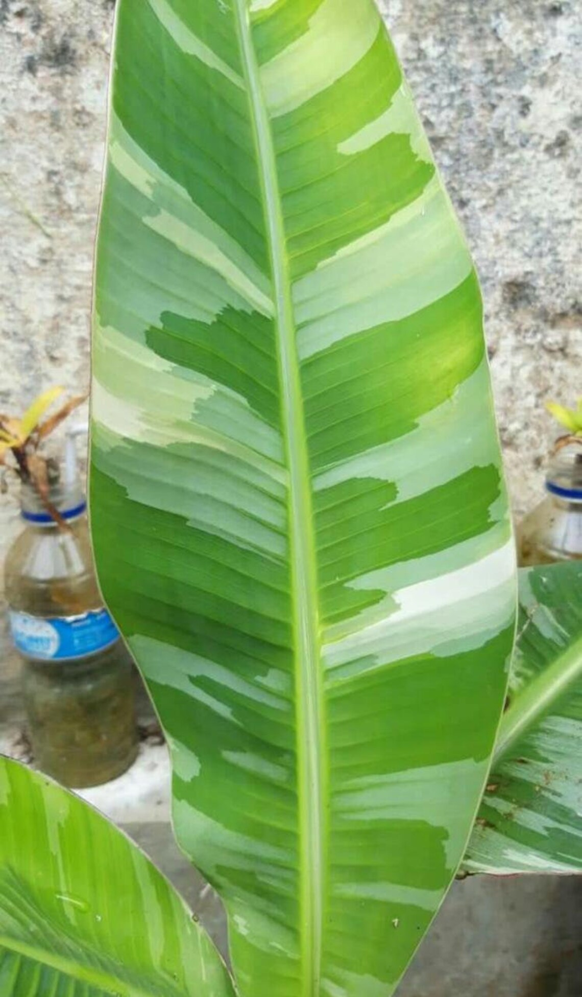 Banana mus ae ae variegated wholeplant plant wholesale ...