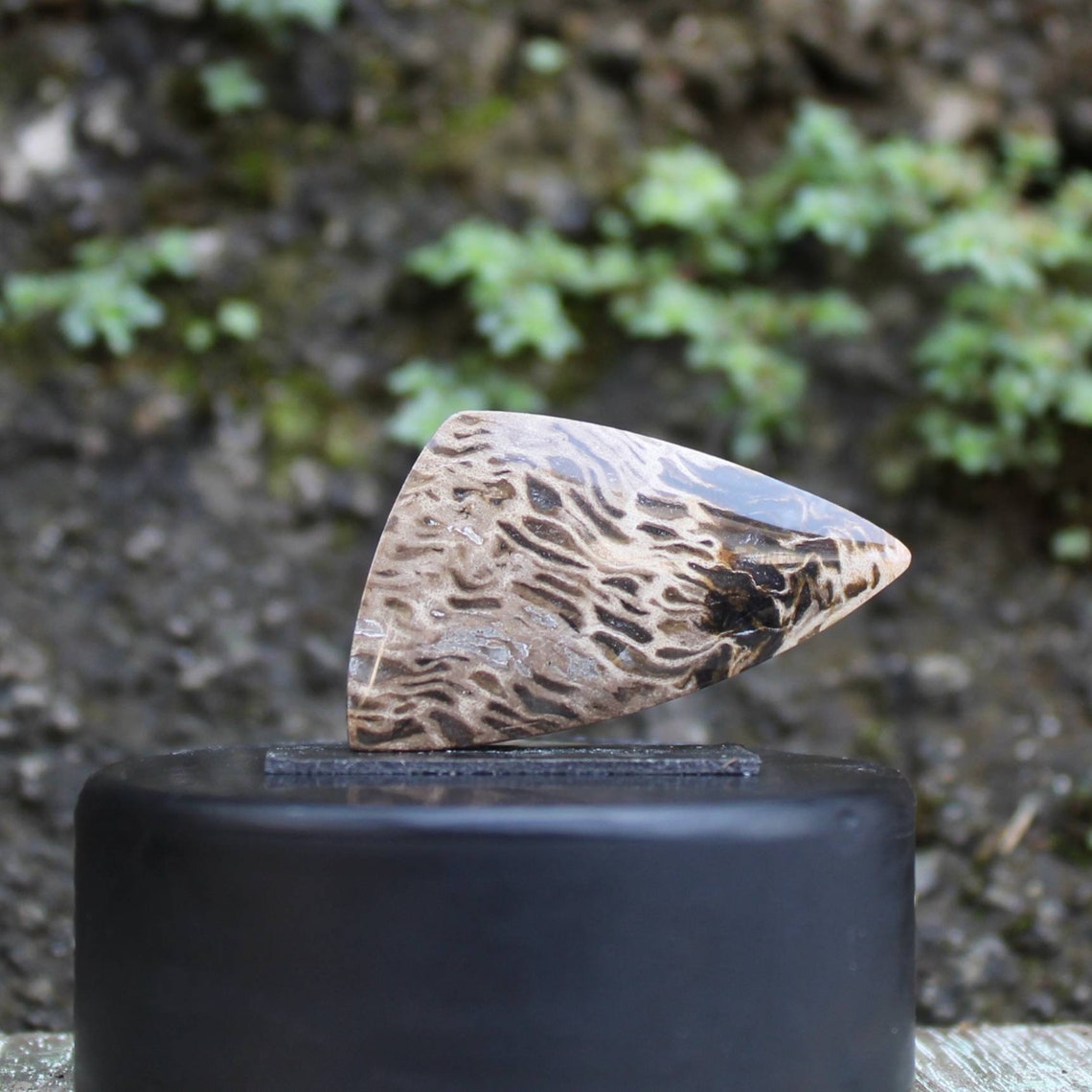 Palm petrified wood cabochon Etsy