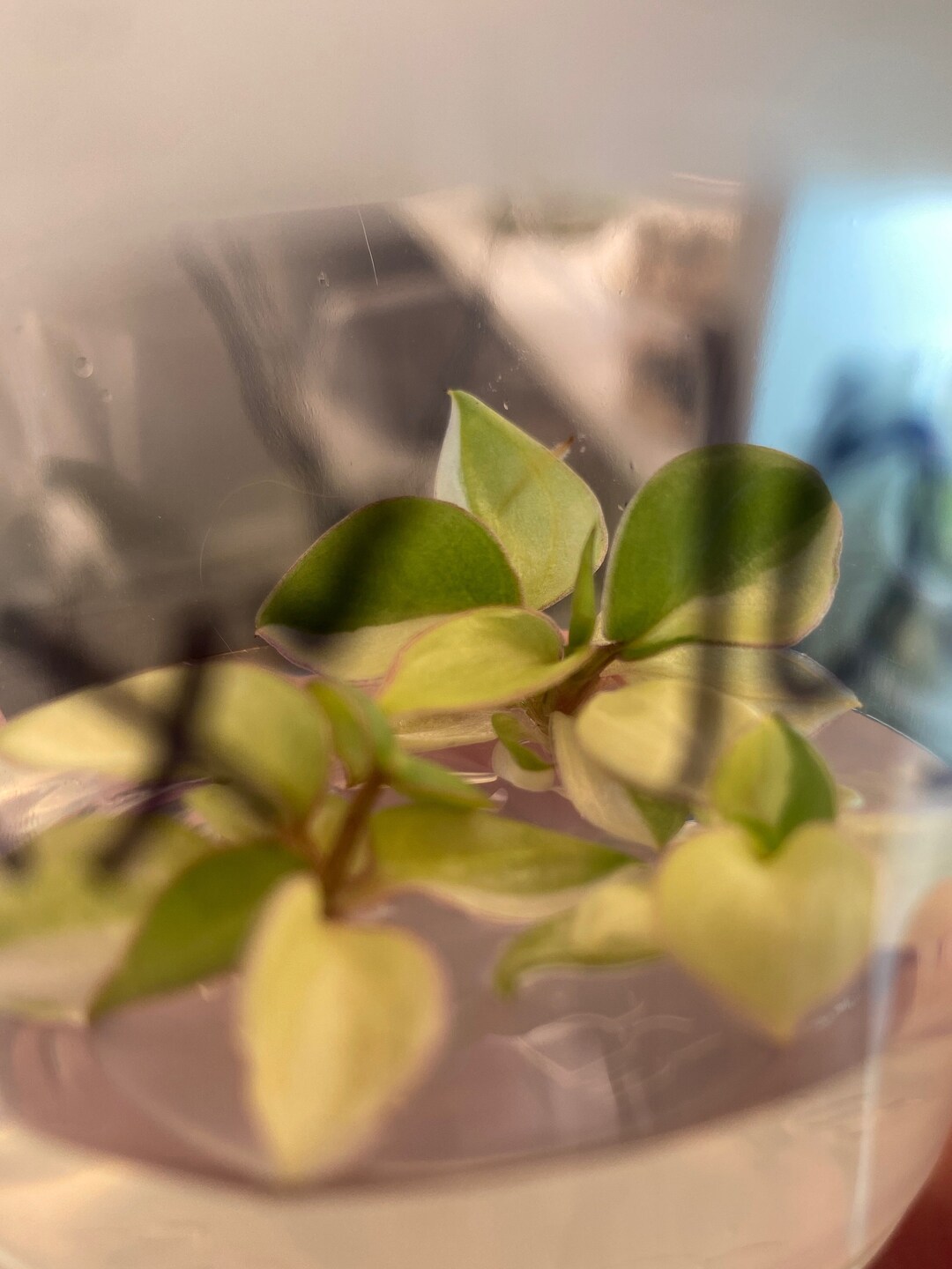 Variegated Billietaie Philodendron Rare Plant Etsy