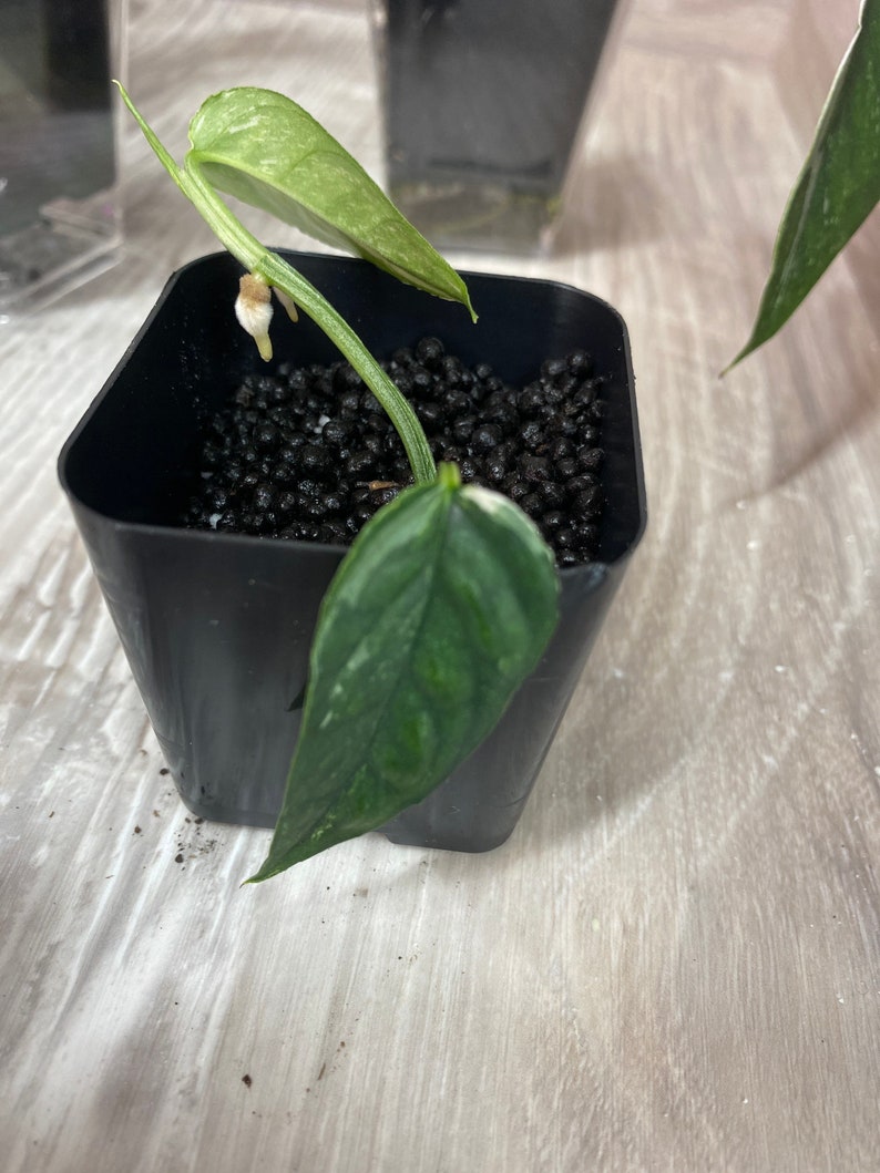 Variegated Cebu Blue Rare Plant in 2 Pot Etsy