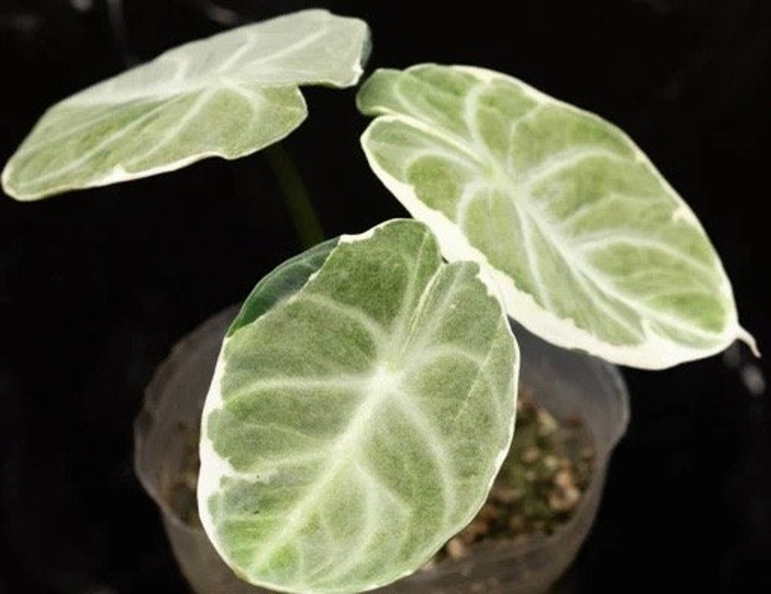 その他観葉植物 Alocasia Black Velvet ninja var NO3 Alocasia 'Ninja' - Gabriella Plants