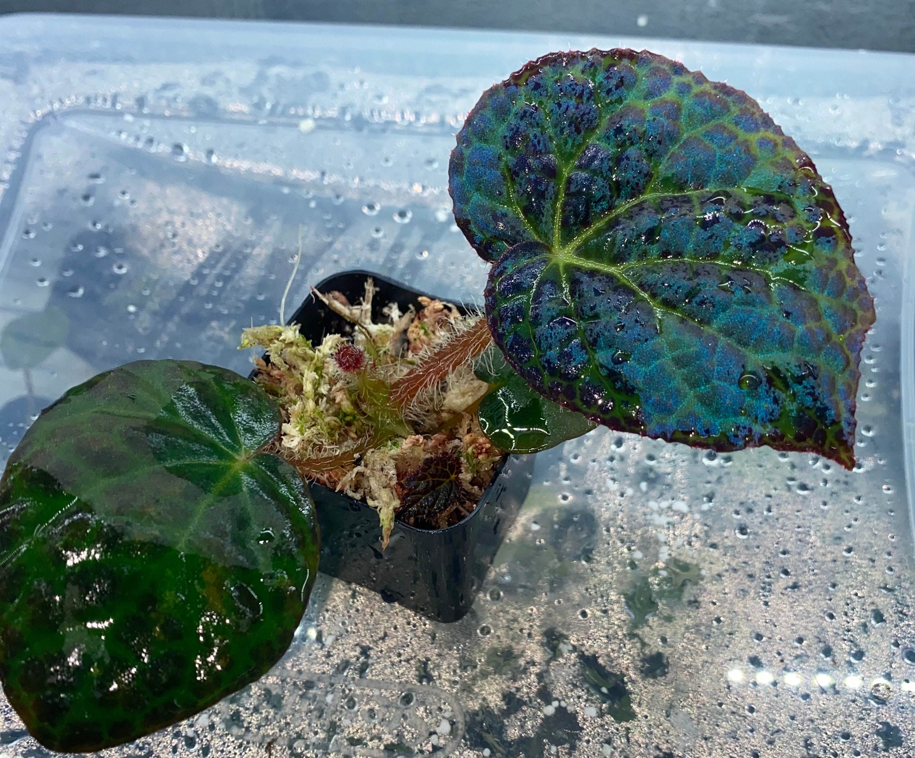 希少品種！ベゴニア・ロッキー（Begonia rockii） 希少品種！ベゴニア・ロッキー（Begonia rockii） その他観葉植物