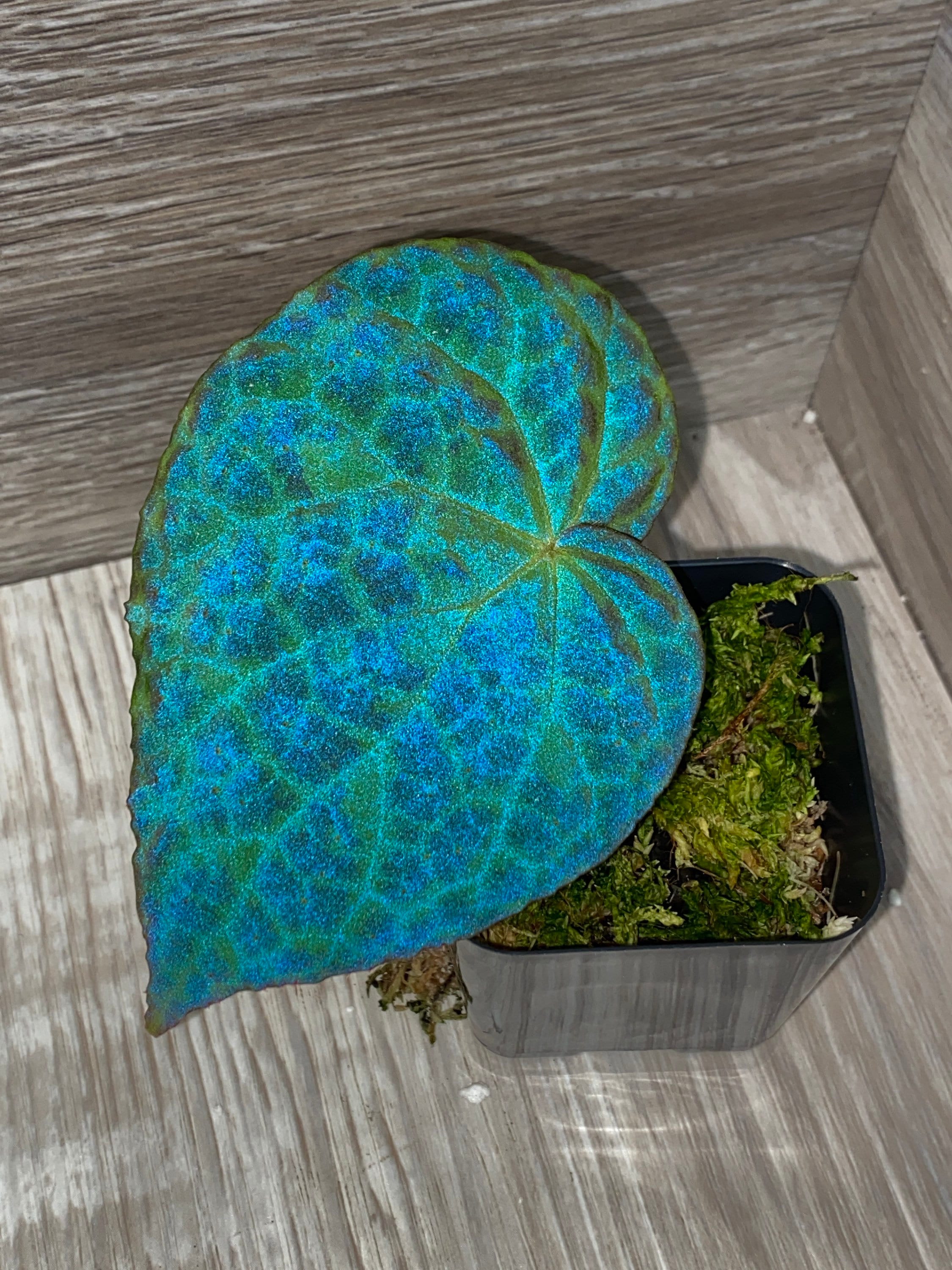 希少品種！ベゴニア・ロッキー（Begonia rockii）