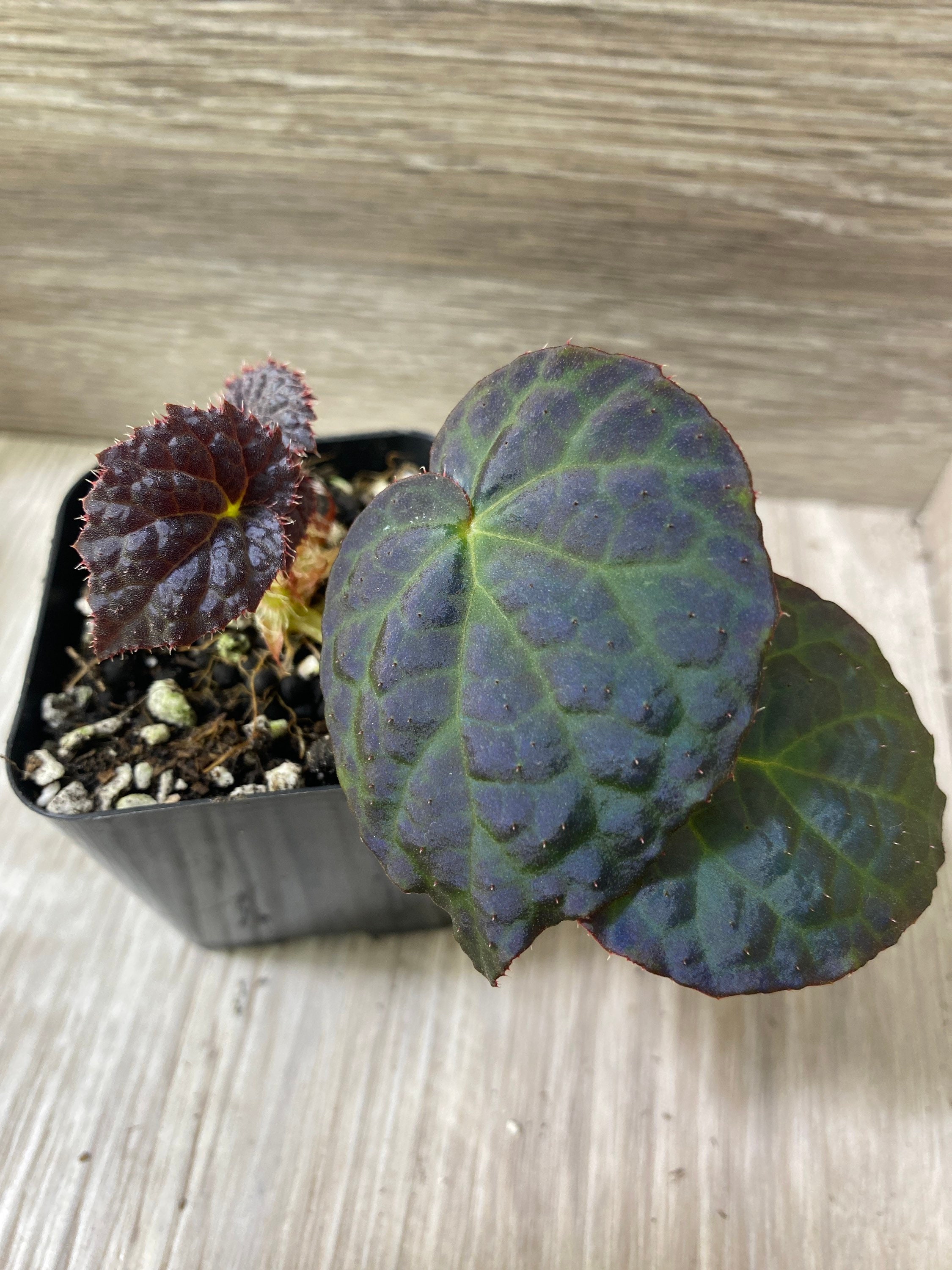 Begonia Rockii Rare Plant in Moss Cup Seller Choice Plant - Etsy