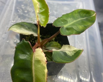 Variegated Billietaie Philodendron rare plant exact plant