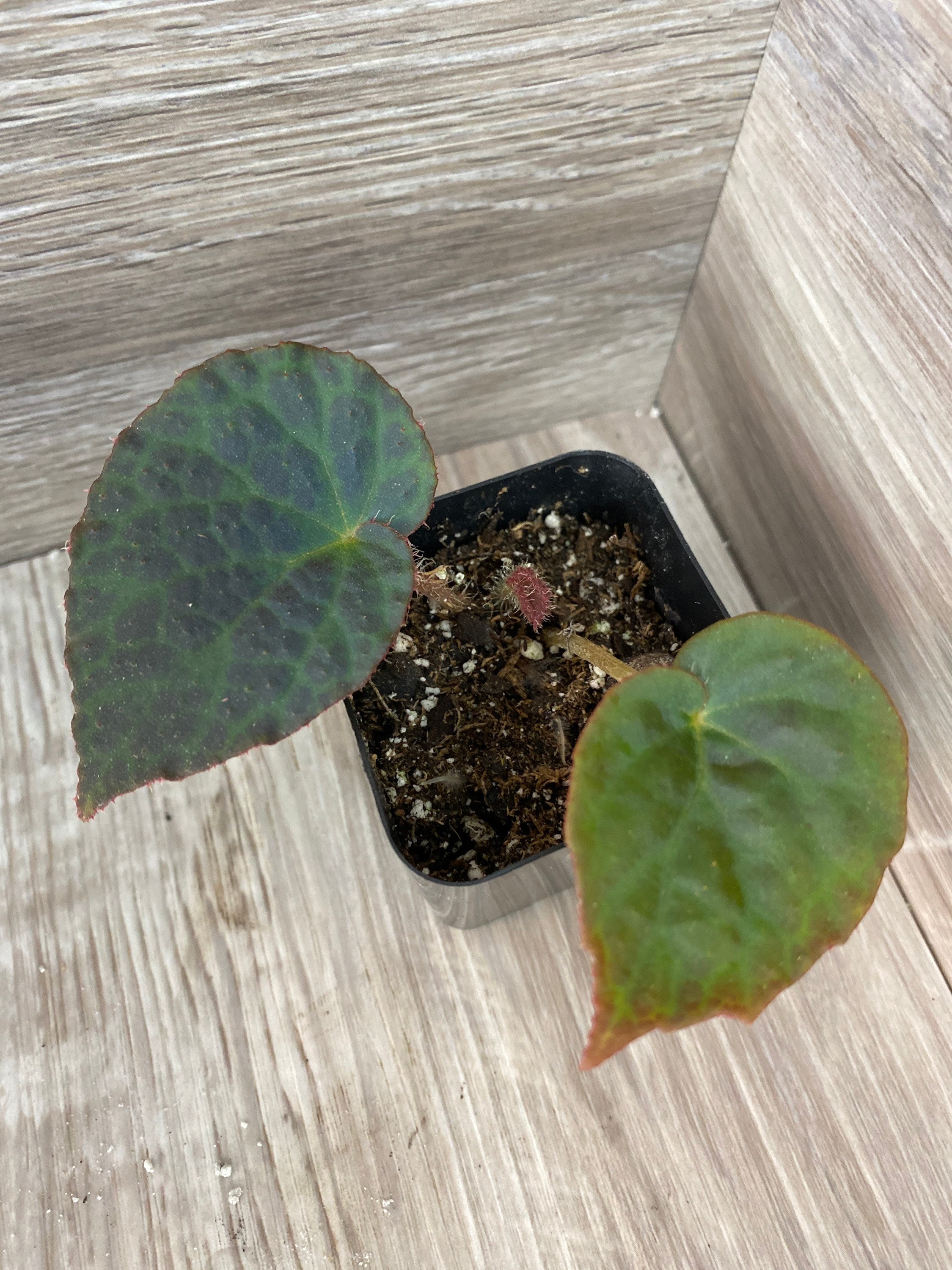 Details 200 imagen begonia erythrophylla cuidados Abzlocal.mx