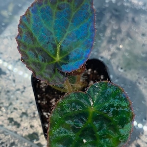 Begonia Rockii  rare plant in 2” pot seller choice  plant