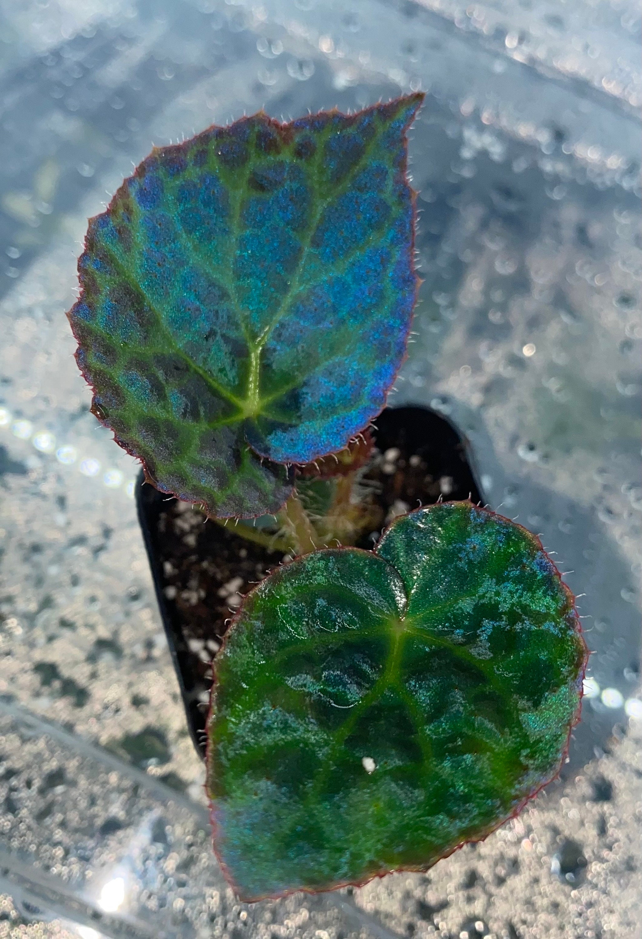 GKZ植物事典・ベゴニア・ロッキー