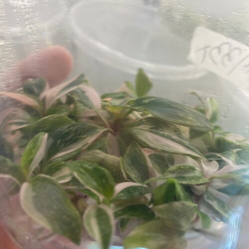 Philodendron Marble Pink Princess Tissue Culture Packs Etsy