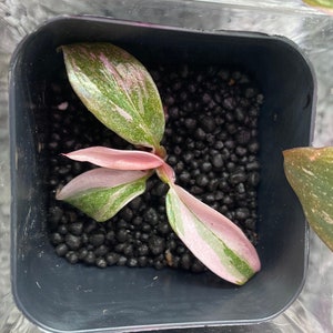 Marble Pink princess Philodendron rare plant