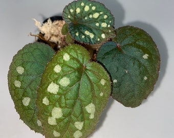 Begonia tuyen quang rare plant in 2” pot sellers choice