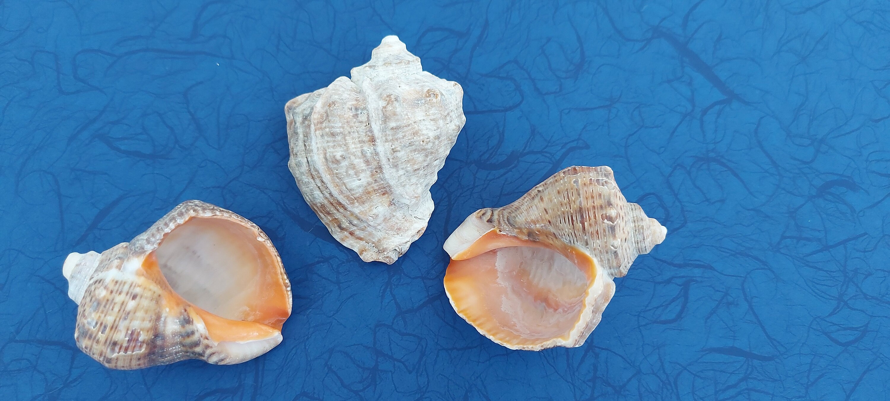 Conch shells 3 pcs large size 100 gr Genuine sea shells Etsy
