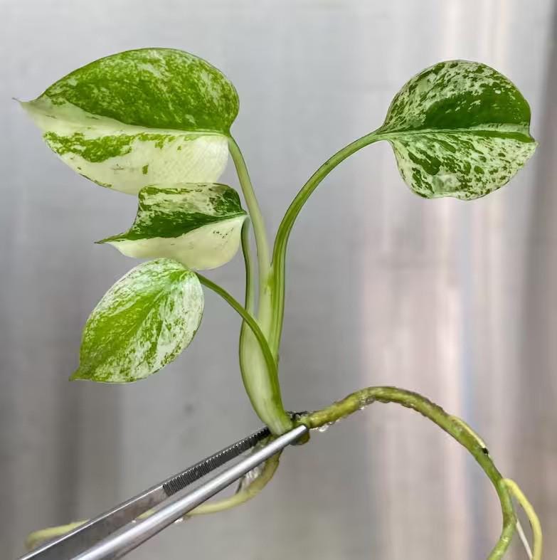 モンステラ デリシオーサ ミント Mint Variegata