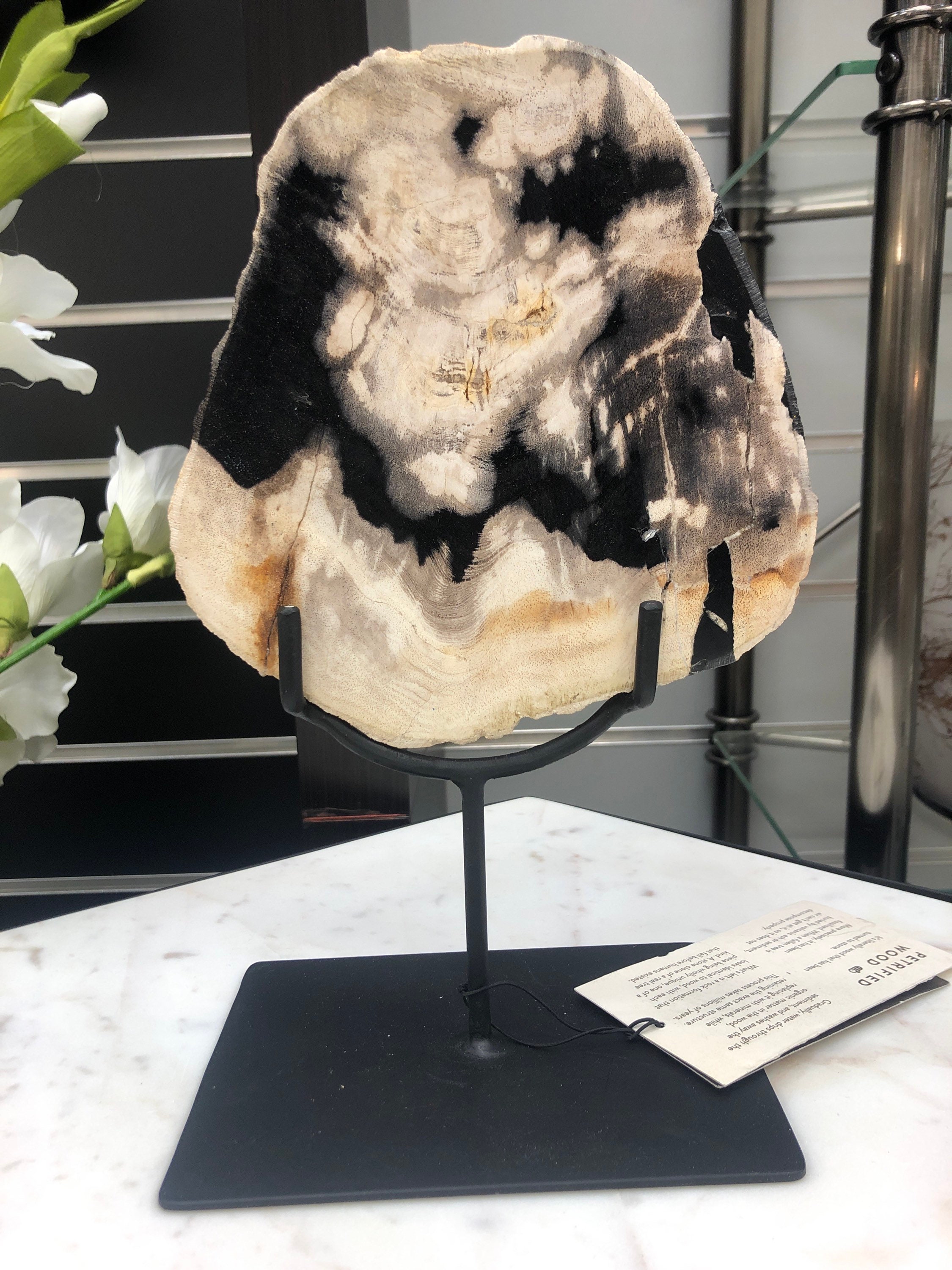 Relic small petrified wood sculpture Etsy