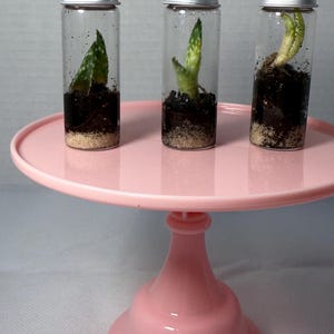 Tiny Tube Terrarium