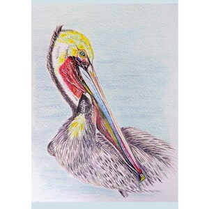 Canadian Brown Pelican Fine Art Giclee Bird Print mounted, from original illustration. Pelican bird print ready to frame.