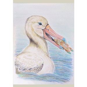Albatross Fine Art Giclee Bird Print mounted, from original illustration