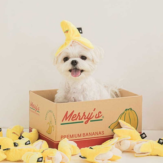 Are Bananas Good For The Maltese