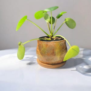 May include: A green potted plant with round leaves in a brown and orange ceramic pot with a wooden saucer. The plant is sitting on a white surface.