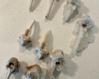 May include: A collection of eight individual animal vertebrae bones, each partially covered in a layer of translucent, crystalline mineral deposits. The bones are tan and brown in color, while the crystalline formations are white and clear.