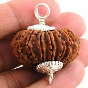 21 Mukhi Rudraksha Sacred Bead Rare- Certified A++ --IGL Lab Certified with Authentic certificate