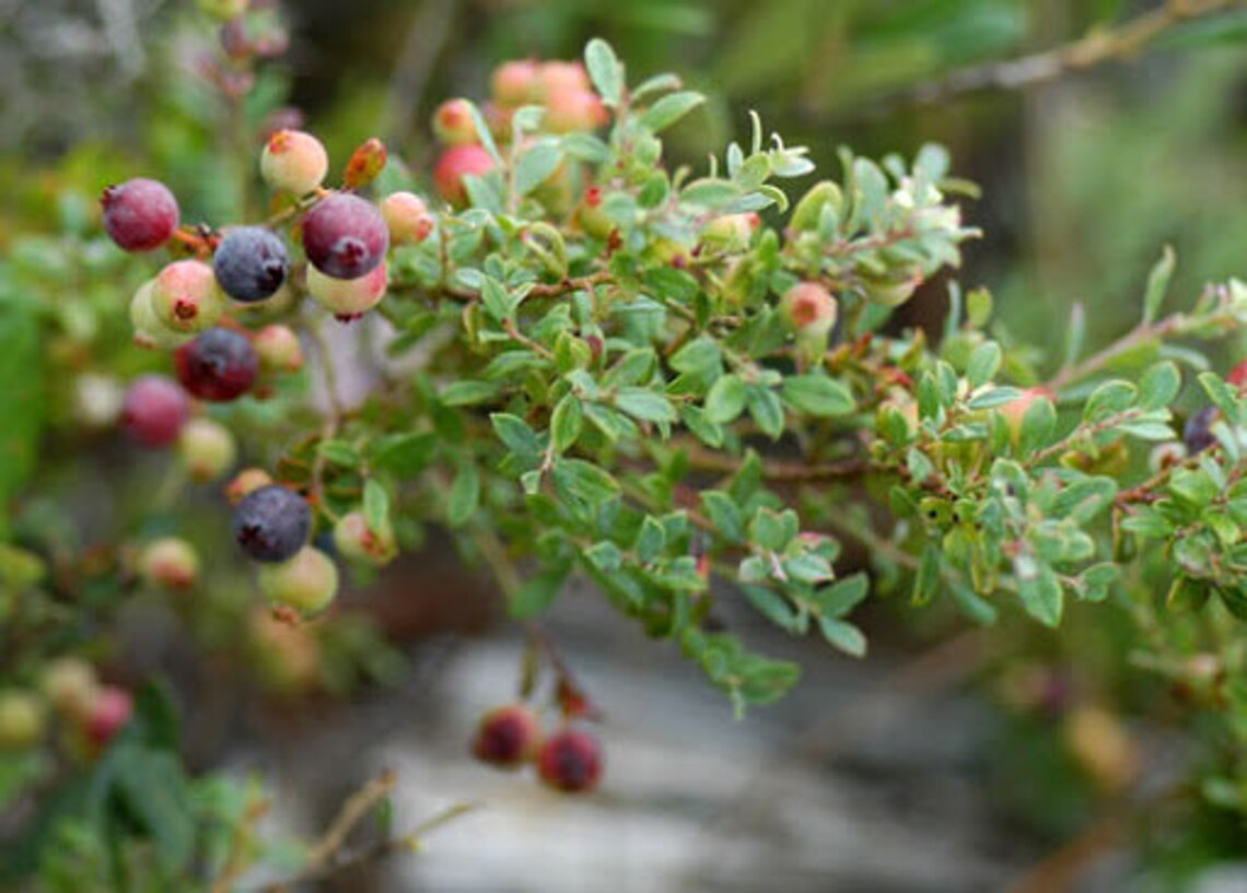 Dwarf Blueberry bush Vaccinium darrowii mini patio fruit Etsy