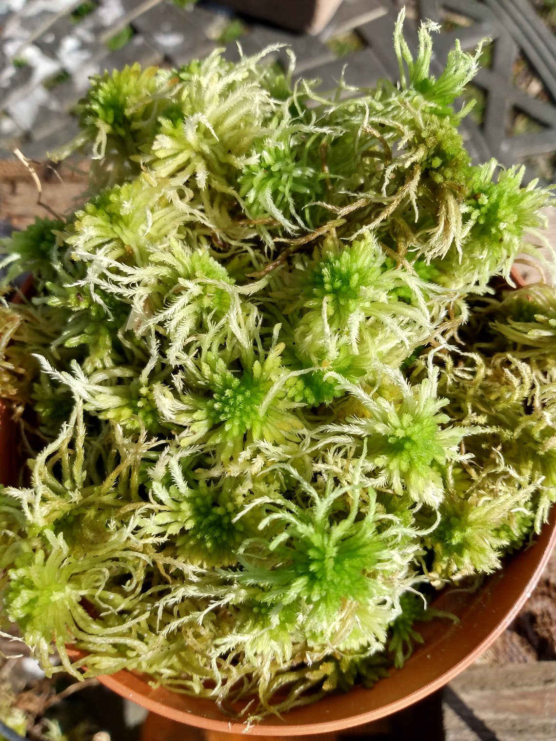 SALE 4 pot LIVE Sphagnum MOSS orchids fairy gardens Etsy