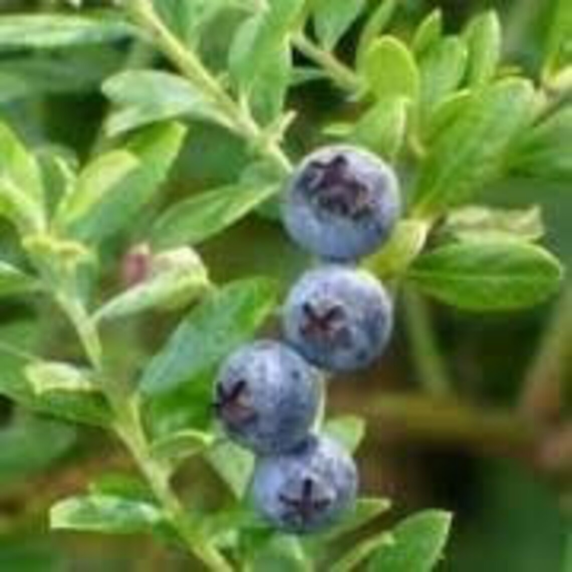 Dwarf Blueberry bush Vaccinium darrowii mini patio fruit Etsy