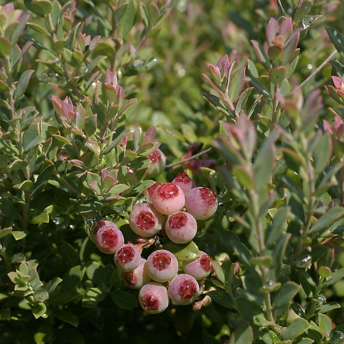 Dwarf Blueberry Bush Varieties