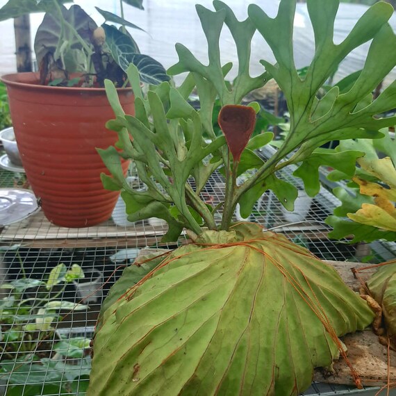 Big Sale 6 Plants Platycerium Ridleyi Rare Plants Etsy Australia