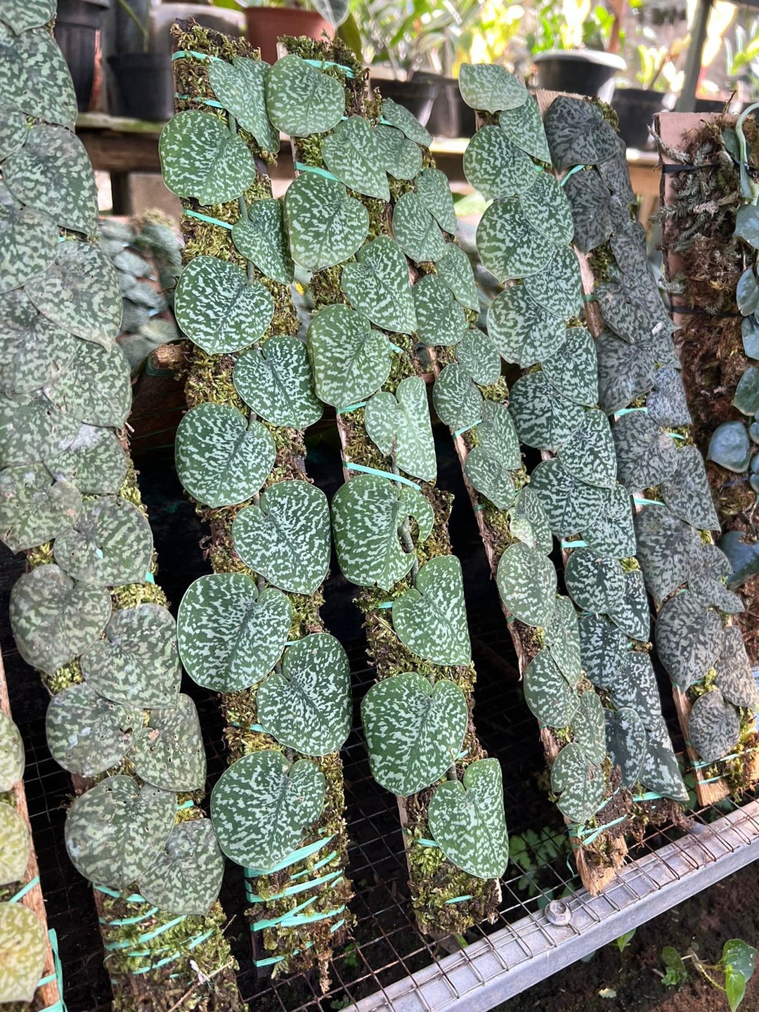 Scindapsus Snake Scale Rare Plants Free Phytosanitary - Etsy Australia