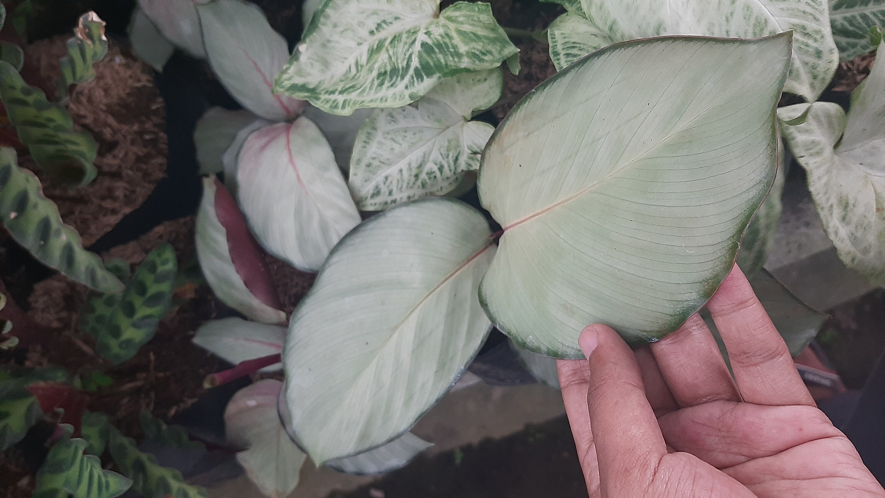 Calathea 'Silver Plate' Details about   5 Plants! Plant Free Phytosanitary Certificate 
