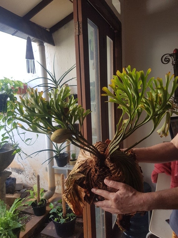 Platycerium Ridleyi Rare Plants Wholesale Buy More Get Etsy Ireland