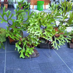 Platycerium Ridleyi Free Phytosanitary Etsy Ireland