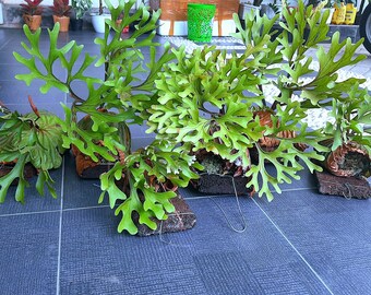 Platycerium Etsy New Zealand