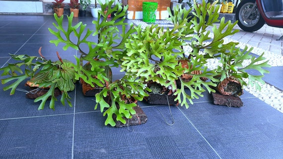 Big Sale 6 Plants Platycerium Ridleyi Rare Plants Etsy Australia