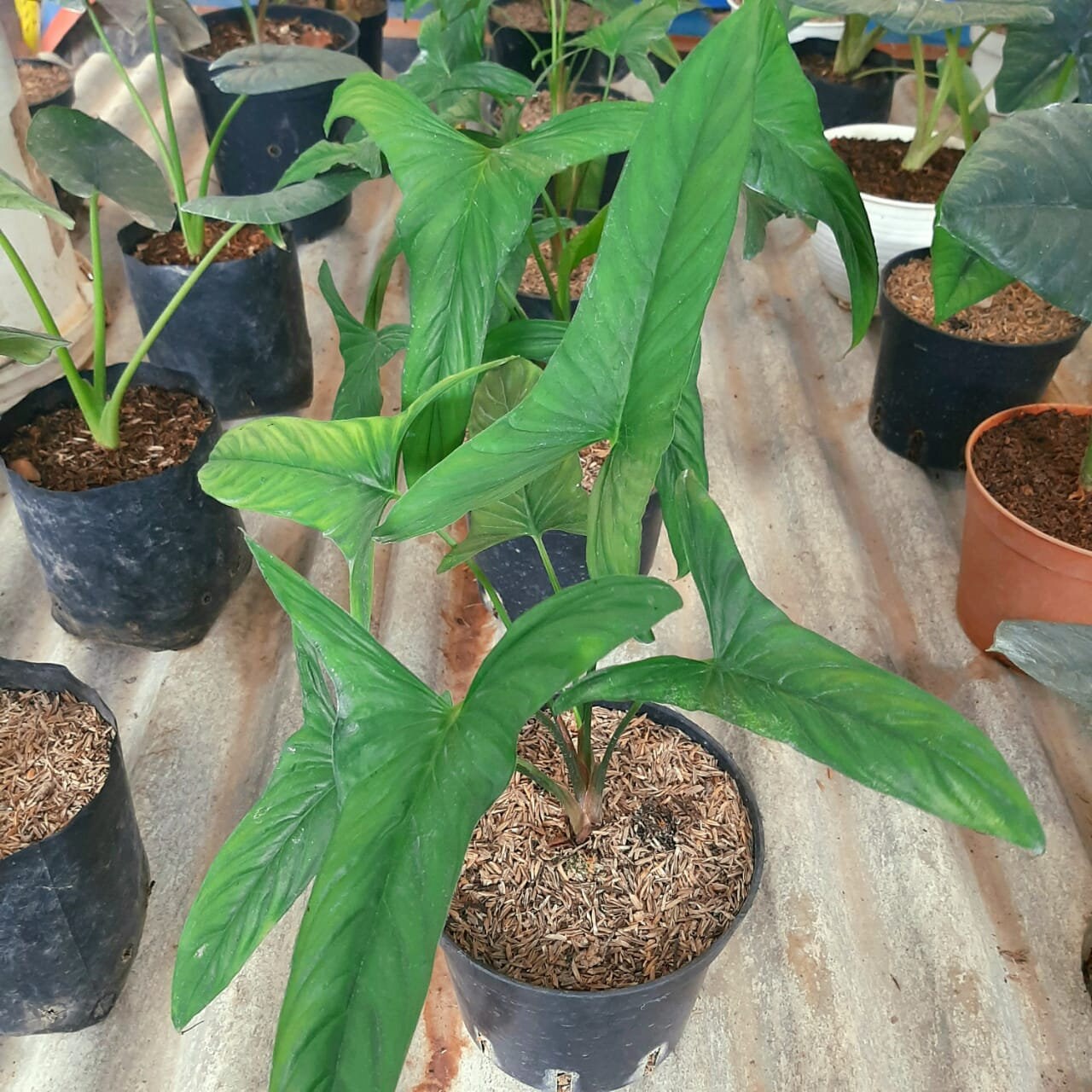 Homalomena Sp Variegated Rare Plant free Phytosanitary CertificateDHL Exkpres 