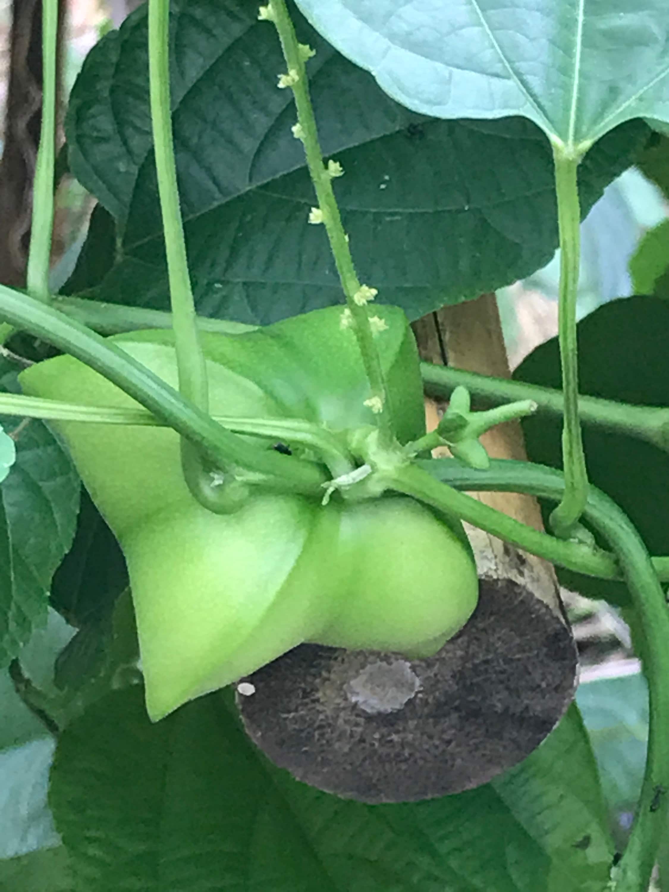7 Organic Sacha Inchi Seeds - Etsy Canada