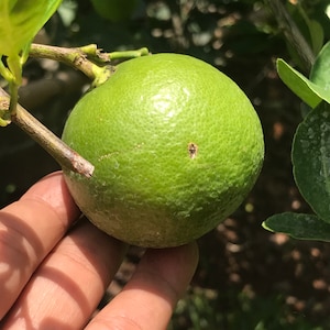 Heirloom Organic Thai Lime seeds