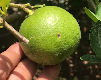 Heirloom Semillas de lima tailandesa orgánica
