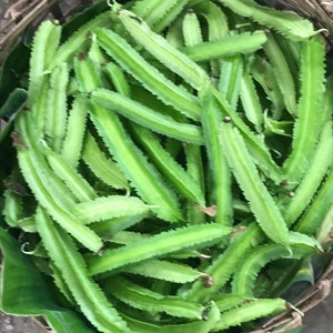 Heirloom 4 wings bean seeds