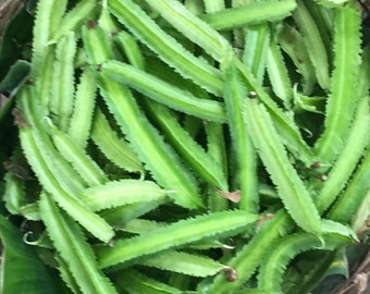 Rare Seeds Green Climbing Beans Kitayskaya Vigna Chinese Heirloom Variety Rare Seeds Green Climbing Beans Kitayskaya Vigna Chinese Heirloom Variety