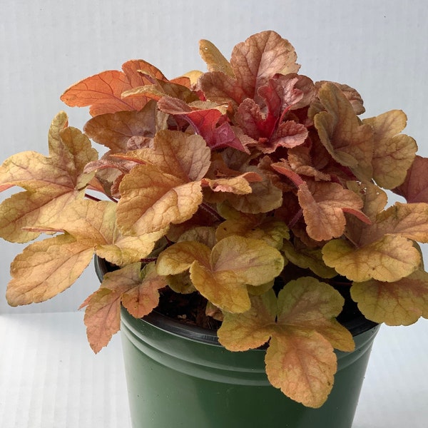 Heucherella Sweet Tea, foamy bells, evergreen, mass planting, border, edging, shipped in a trade one gallon pot with soil