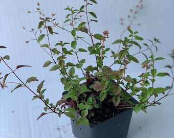 Veronica Georgia Blue (Veronica peduncularis 'Georgia Blue'), low growing groundcover, ships in a 4 inch pot